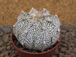 Astrophytum Z Jasenné květináč 5,5 cm - 12414508