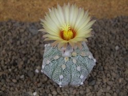 Astrophytum Z Jasenné květináč 5,5 cm - 12414514