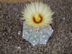 Astrophytum Z Jasenné květináč 5,5 cm - 12414515