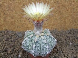 Astrophytum Z Jasenné květináč 5,5 cm