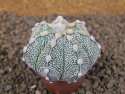 Astrophytum Z Jasenné květináč 5,5 cm - 12414517
