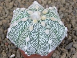 Astrophytum Z Jasenné květináč 5,5 cm - 12414518