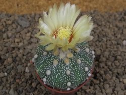 Astrophytum Z Jasenné květináč 5,5 cm - 12414519