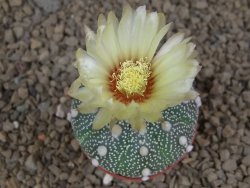 Astrophytum Z Jasenné květináč 5,5 cm - 12414520