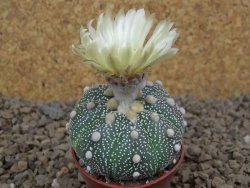 Astrophytum Z Jasenné květináč 5,5 cm - 12414521