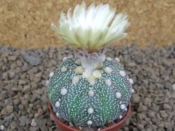 Astrophytum Z Jasenné květináč 5,5 cm