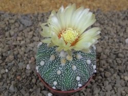 Astrophytum Z Jasenné květináč 5,5 cm - 12414523
