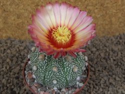 Astrophytum Z Jasenné XL květináč 8 cm