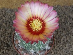 Astrophytum Z Jasenné XL květináč 8 cm - 12414539