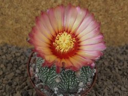 Astrophytum Z Jasenné XL květináč 8 cm - 12414540