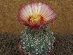 Astrophytum Z Jasenné XL květináč 8 cm - 12414541