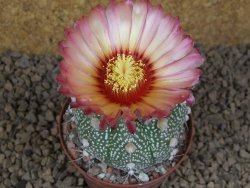 Astrophytum Z Jasenné XL květináč 8 cm - 12414542
