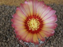 Astrophytum Z Jasenné XL květináč 8 cm - 12414543