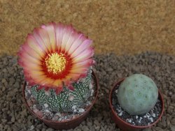 Astrophytum Z Jasenné XL květináč 8 cm - 12414544