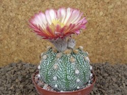 Astrophytum Z Jasenné XL květináč 8 cm - 12414545