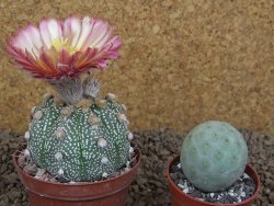Astrophytum Z Jasenné XL květináč 8 cm - 12414546