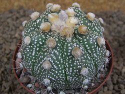 Astrophytum Z Jasenné XL květináč 8 cm - 12414547