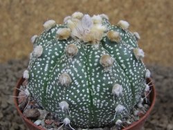 Astrophytum Z Jasenné XL květináč 8 cm - 12414548