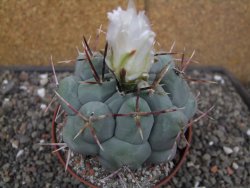 Thelocactus XL hexaedrophorus MH 133 La Perdida květináč 10 cm