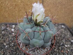 Thelocactus XL hexaedrophorus MH 133 La Perdida květináč 10 cm - 12414558