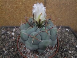 Thelocactus XL hexaedrophorus MH 133 La Perdida květináč 10 cm - 12414559