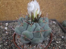 Thelocactus XL hexaedrophorus MH 133 La Perdida květináč 10 cm - 12414560