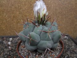 Thelocactus XL hexaedrophorus MH 133 La Perdida květináč 10 cm - 12414561
