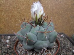 Thelocactus XL hexaedrophorus MH 133 La Perdida květináč 10 cm - 12414562