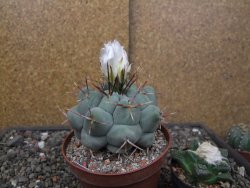 Thelocactus XL hexaedrophorus MH 133 La Perdida květináč 10 cm - 12414563