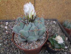 Thelocactus XL hexaedrophorus MH 133 La Perdida květináč 10 cm - 12414564