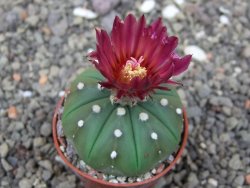 Astrophytum asterias nudum X red flower akabana 5,5 cm květináč