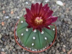 Astrophytum asterias nudum X red flower akabana 5,5 cm květináč - 12414578