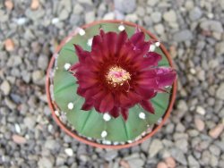 Astrophytum asterias nudum X red flower akabana 5,5 cm květináč - 12414579