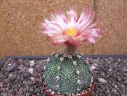 Astrophytum capricorne X red flower akabana 7 cm květináč - 12414600