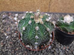 Astrophytum capricorne X red flower akabana 7 cm květináč - 12414603