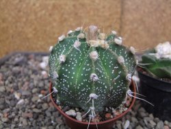 Astrophytum capricorne X red flower akabana 7 cm květináč - 12414604