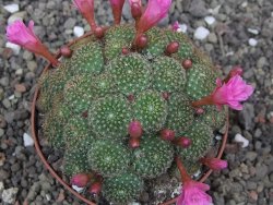 Rebutia perplexa pot 8,5 cm
