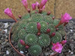 Rebutia perplexa pot 8,5 cm - 12414628