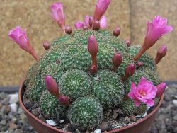 Rebutia perplexa pot 8,5 cm - 12414629