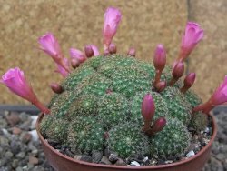 Rebutia perplexa pot 8,5 cm - 12414630