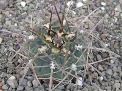 Gymnocalycium armatum LH1431 Pajcho centro, Tarija, 5,5 cm květináč - 12414631