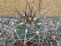 Gymnocalycium armatum LH1431 Pajcho centro, Tarija, 5,5 cm květináč - 12414632