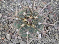Gymnocalycium armatum LH1431 Pajcho centro, Tarija, 5,5 cm květináč - 12414633