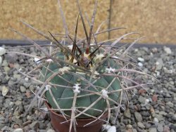 Gymnocalycium armatum LH1431 Pajcho centro, Tarija, 5,5 cm květináč