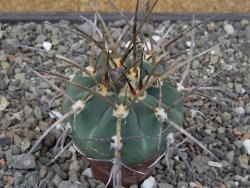 Gymnocalycium armatum LH1431 Pajcho centro, Tarija, 5,5 cm květináč