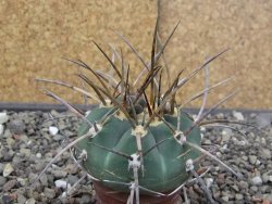 Gymnocalycium armatum LH1431 Pajcho centro, Tarija, 5,5 cm květináč - 12414636