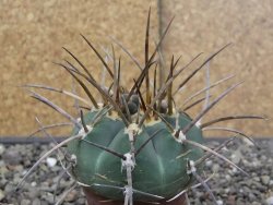 Gymnocalycium armatum LH1431 Pajcho centro, Tarija, 5,5 cm květináč - 12414637