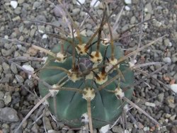 Gymnocalycium armatum LH1431 Pajcho centro, Tarija, 5,5 cm květináč - 12414638