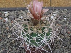 Gymnocalycium mazanense polycephalum VS 46 Cuipan 5,5 cm květináč - 12414650