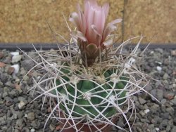 Gymnocalycium mazanense polycephalum VS 46 Cuipan 5,5 cm květináč